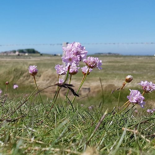 Strandnelken am Naturerlebnisraum